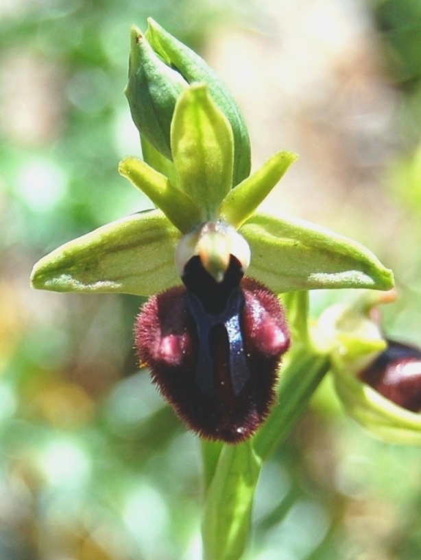 Ophrys incubacea